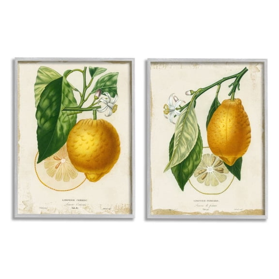 Stupell Industries Floral Lemon Branch with French Script Design by Studio W, 2 Piece, 11" x 14", Gray Framed