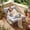 Light Gray, variant on LAZY BUDDY Outdoor Rocking Chair, Large Patio Papasan Rocker Reading Lounge Chair with Side Pocket, 385lbs Max Load, for Bedroom, Living Room, Balcony, Porch, Garden