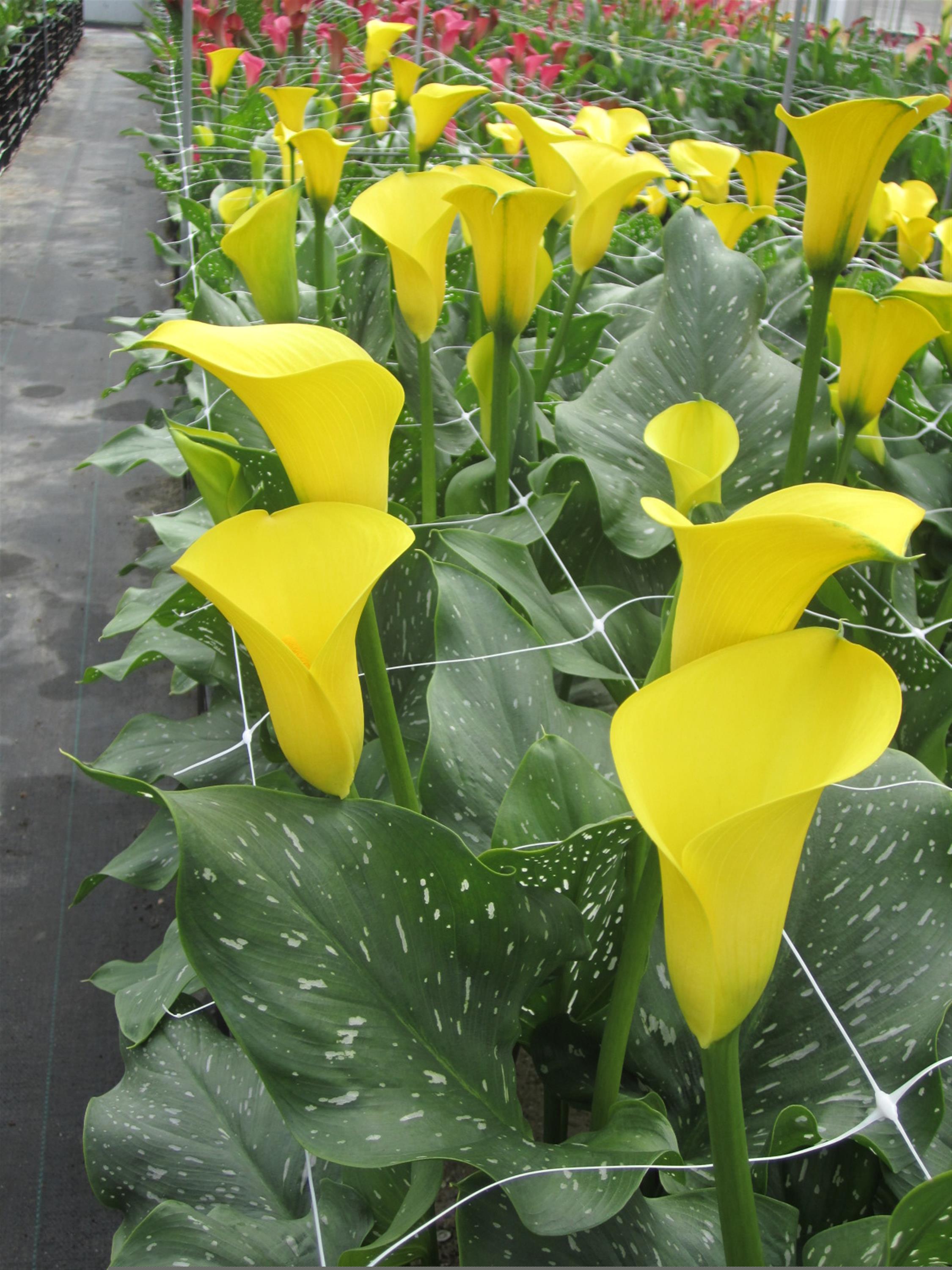 Better Homes & Gardens 1.32 Gal Calla Lily Yellow, Live Perennial Plant, Full Sun