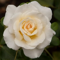 Heirloom Roses Rose Bush Live White Plants One Gallon Potted Outdoor Flower