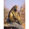 thumbnail image 2 of Fitzharris, Tim 15x18 Black Ornate Wood Framed with Double Matting Museum Art Print Titled - Olive baboon-Kenya, 2 of 4