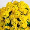 thumbnail image 3 of Nearly Natural 24in. UV Resistant Artificial Chrysanthemum Hanging Basket (Indoor/Outdoor), 3 of 8