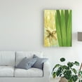 thumbnail image 3 of Trademark Fine Art 'Tall Narrow Palm' Canvas Art by Pablo Esteban, 3 of 3