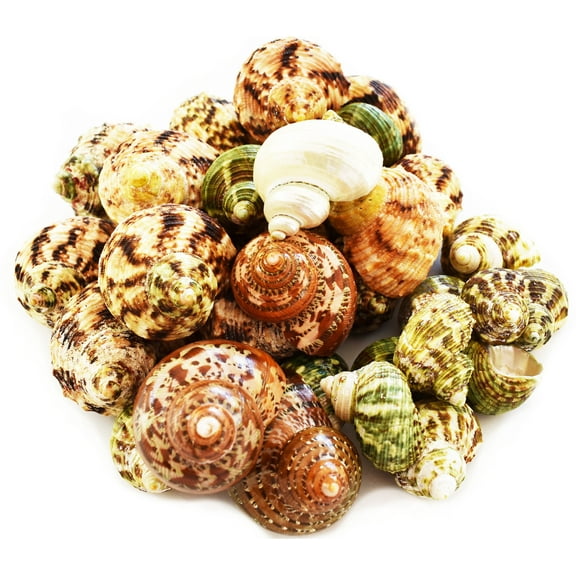 30 Select Assorted Turbo Hermit Crab Shells Lot 1"-2" size (opening 5/8"-1") Seashells - Includes Polished Tapestry Turbos, Green Turbos, Silver Mouth Turbos and more.
