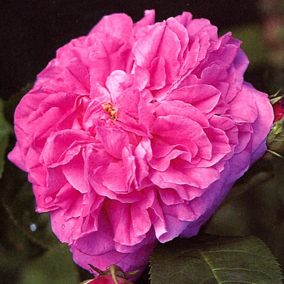 Own-Root One Gallon Ardoisée de Lyon Hybrid Perpetual Rose by Heirloom Roses