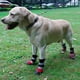 thumbnail image 2 of Mascota Clásico Perro Zapatos Largos Perro Grande Pelo Dorado Gran Perro Zapatos Botas de Nieve de desgaste, 2 of 2