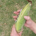 peeling-corn-husk-tool-peeling-corn-husk-artifact-peeling-corn-husk
