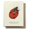 The Bower Studio Ladybug Insect Greeting Cards - Plantable Seed Paper