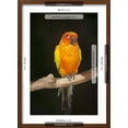 thumbnail image 5 of Art.com Sun Conure Photographic Print by Lynn M^ Stone, Brown Frame Wall Art, 17" x 23", 5 of 5