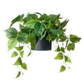 thumbnail image 5 of ARTIFICIAL POTHOS PLANT IN BLACK POT (2 Pack), 5 of 5