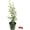 1 Plant, variant on Barbados Cherry Tree - Live Plant in a 6 Inch Grower's Pot - Malpighia Emarginata - Edible Fruit Bearing Tree for The Patio and Garden