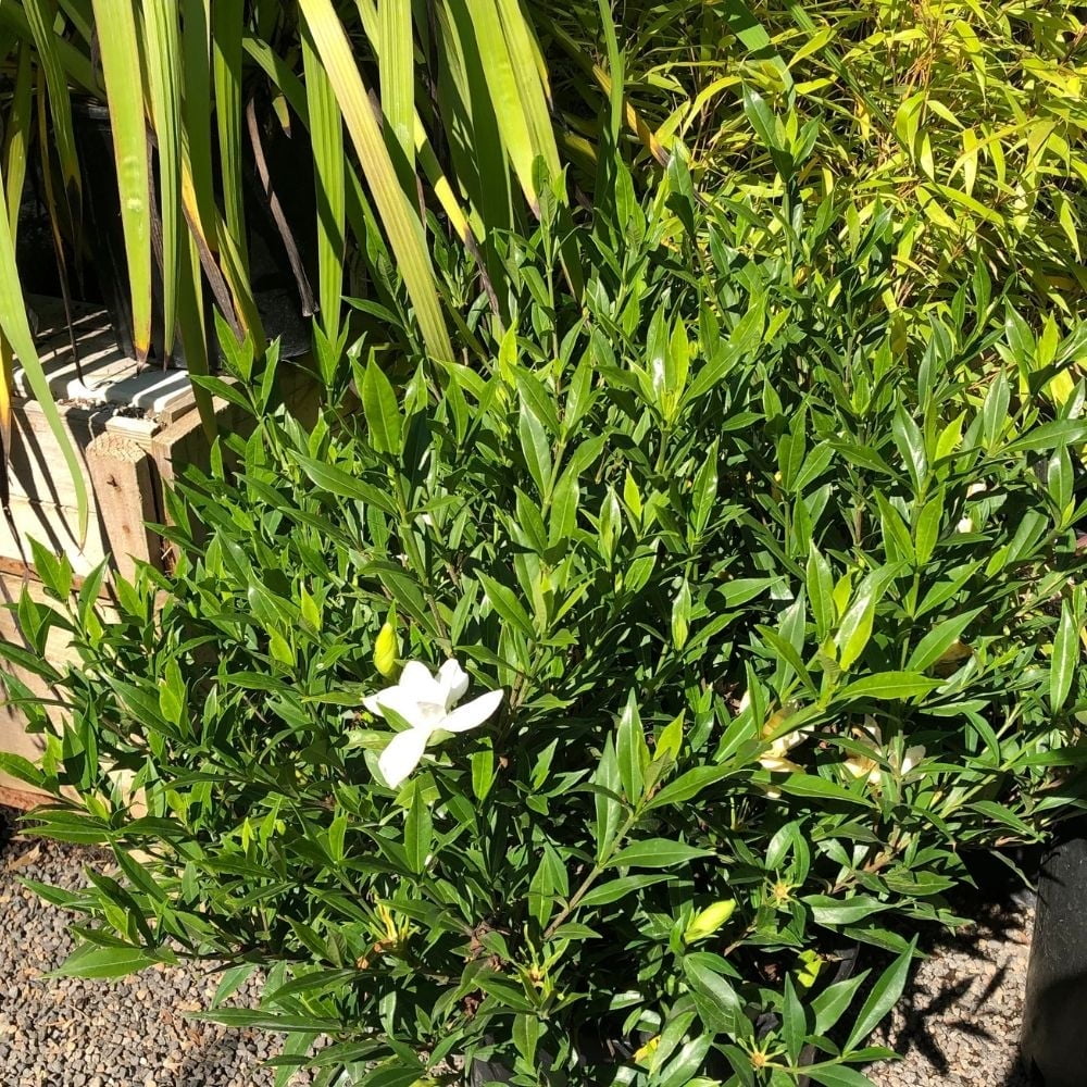 jasmine  Pixies-Gardens-Star-Jasmine-1-