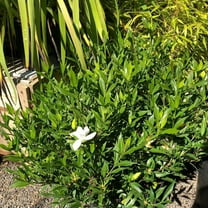 Green Confederate Star Jasmine Plant Live 4-8 Inch, Fragrant Climber for Trellises and Gardens