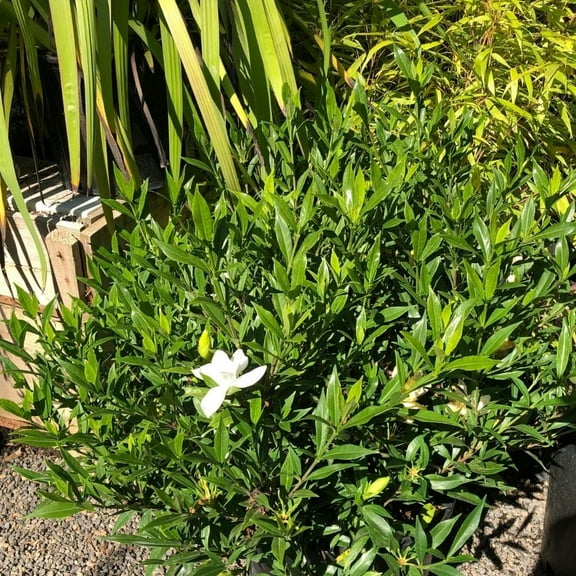 Green Confederate Star Jasmine Plant Live 4-8 Inch, Fragrant Climber for Trellises and Gardens