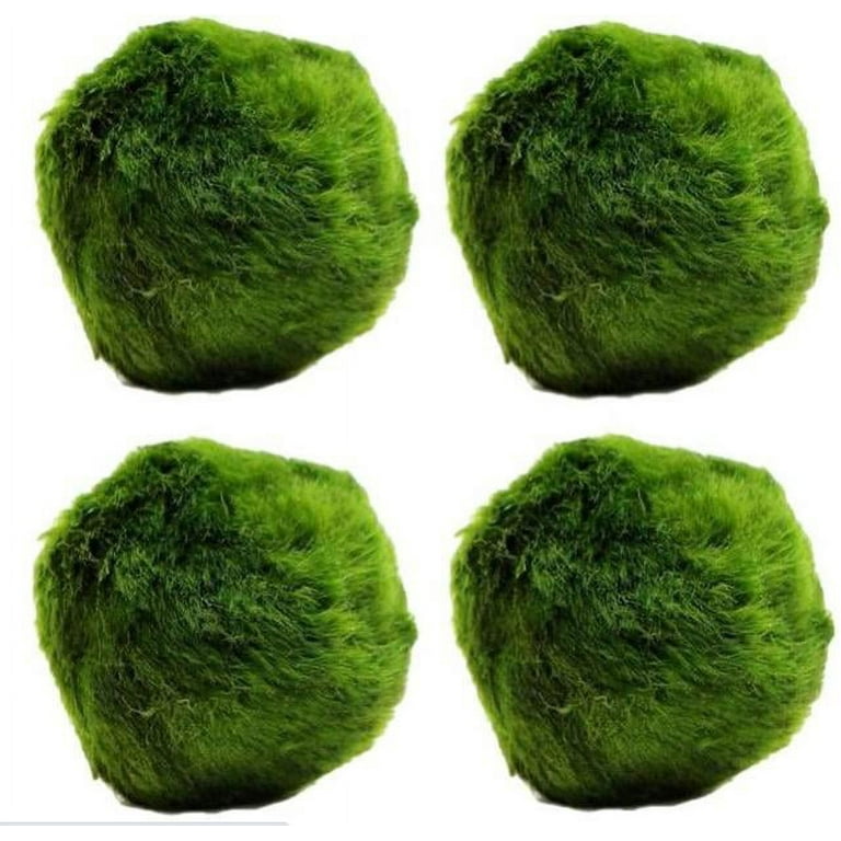 Marimo Moss Ball Aquarium Get Adcomputer Filter For Live Plants, Jute  Shrimps, Fish Tanks, And Decorations From Lucy0, $30.91