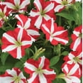 thumbnail image 4 of Amore Petunia 2 Gallon Hanging Basket Multicolor Trailing Petunia Multispecies Combo Annual Outdoor Live Plants Full Sun, 4 of 7