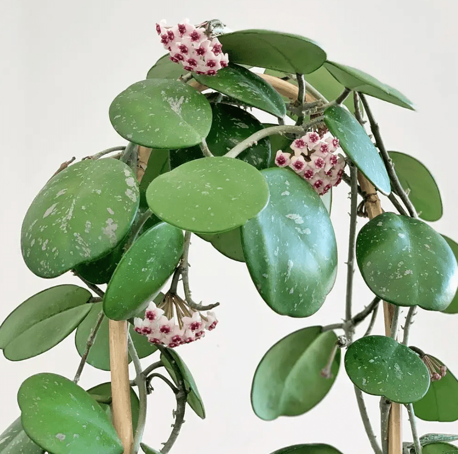 Hoya Obovata Live Rare Houseplants, Fully Rooted Plants Live Houseplants in 4 Inch Tall, Indoor Plants for Home Decor, Live Indoor Plants