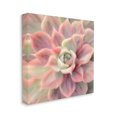 thumbnail image 4 of Stupell Industries Pink Symmetrical Succulent Botanical & Floral Painting Gallery Wrapped Canvas Print Wall Art, 36 x 36, 4 of 8