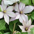 thumbnail image 3 of Clematis Samaritan Jo - Live Starter Plant in a 2 Inch Growers Pot - Starter Plants Ready for The Garden - Rare Clematis for Collectors, 3 of 7