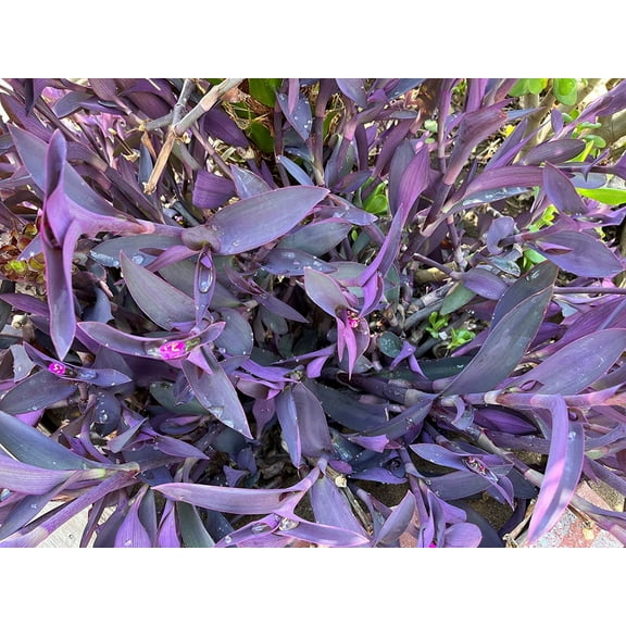 5 cuttings Purple Heart Wandering Jew Cutting Tradescantia Pallida Purpurea kids gift Cactus Succulents 4"-6" long