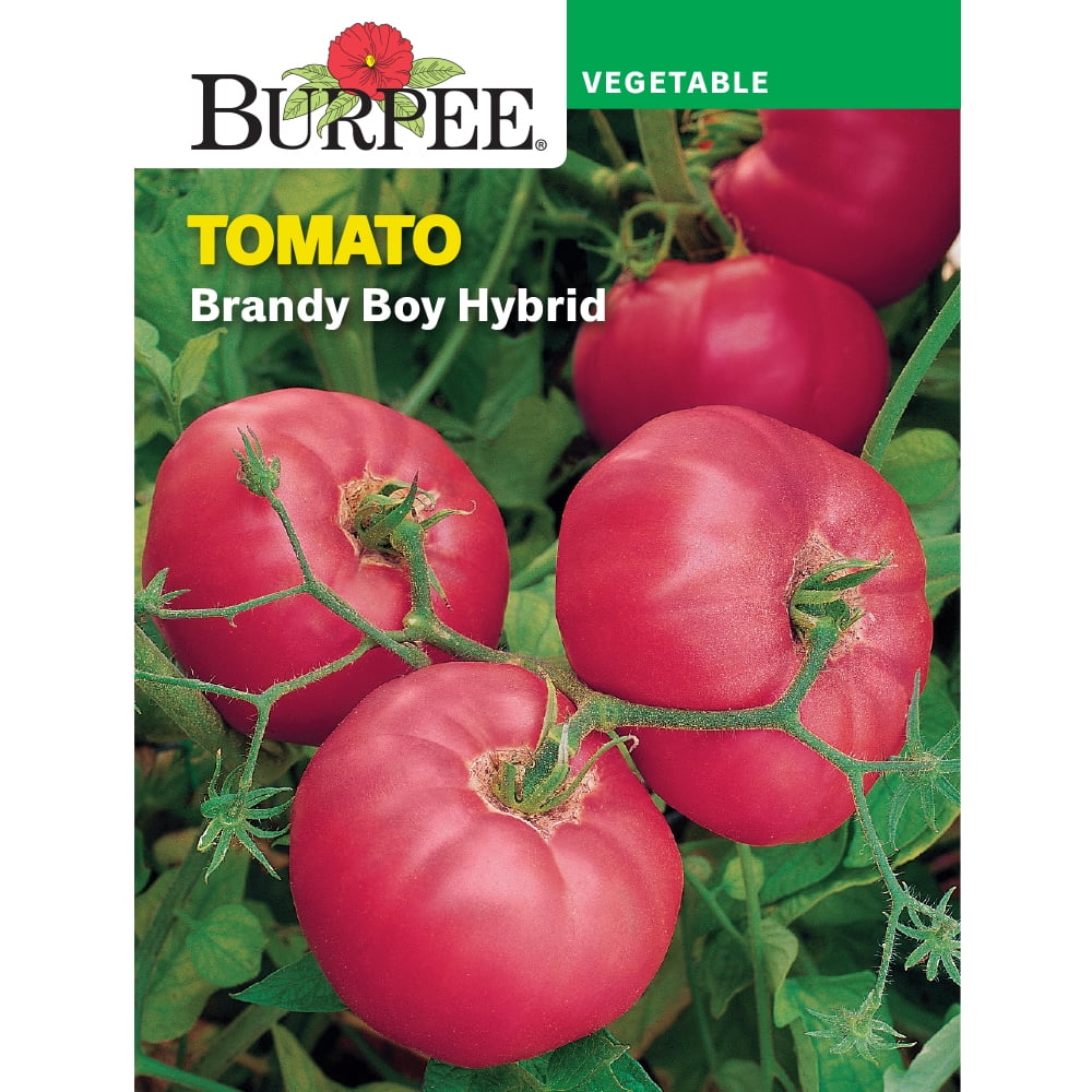 Burpee Brandy Boy Hybrid Tomato Vegetable Seed, 1Pack