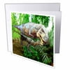 3dRose Dinosaurs, Greeting Cards, 6 x 6 inches, set of 6