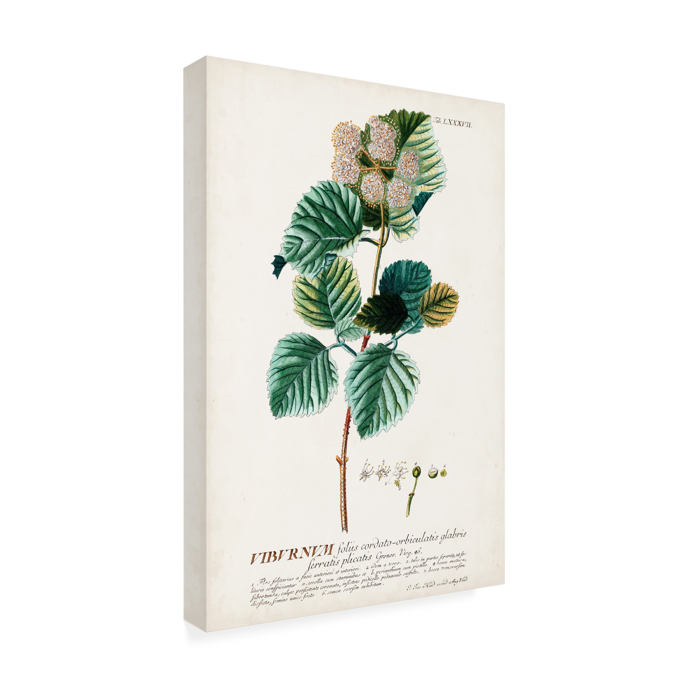 Unknown 'Alluring Botanical IX' Canvas Art