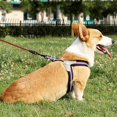 thumbnail image 5 of 128cm Long Heavy Duty Nylon Rope Dog Leash with Soft Padded Handle - for Outdoor Pets, Walking, Playing, Exploring（Red）, 5 of 5