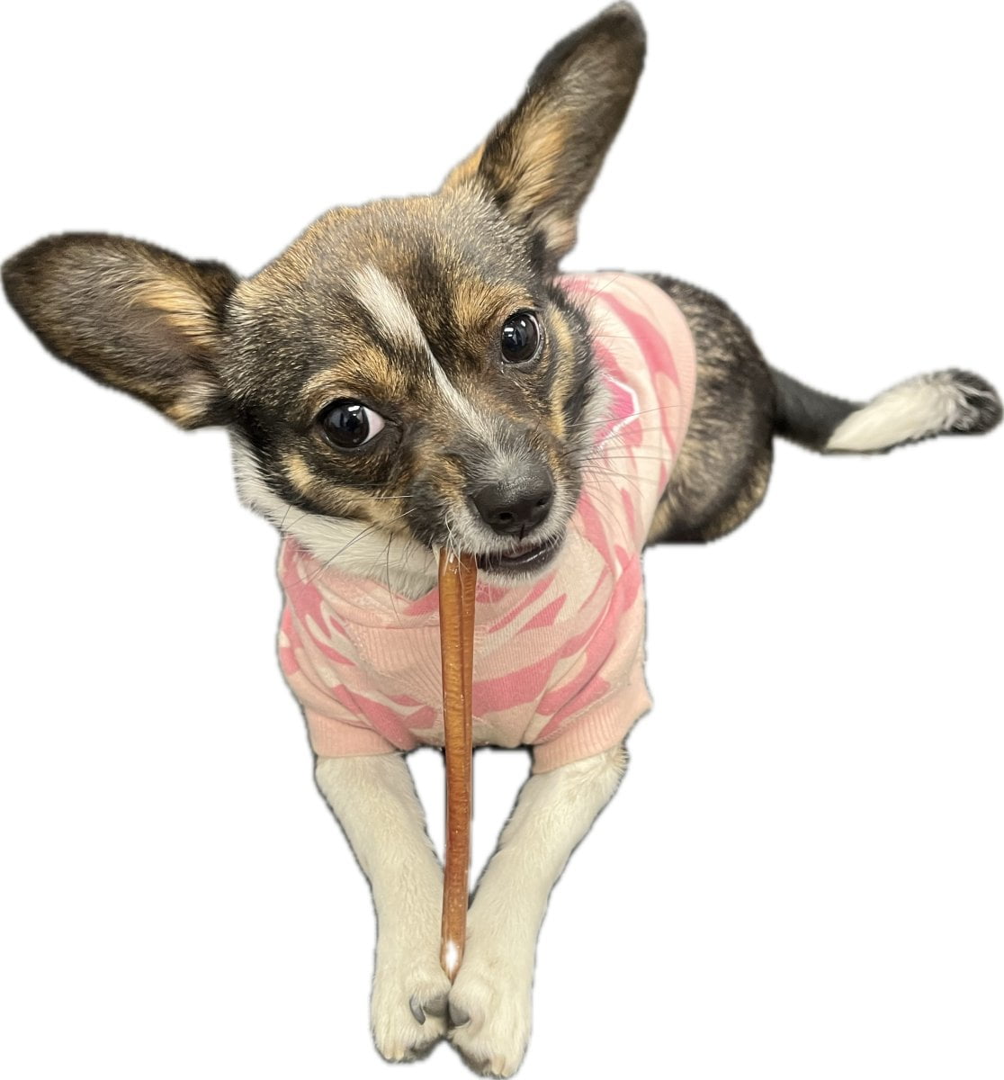 6" Thin Bully Sticks 25 Pack