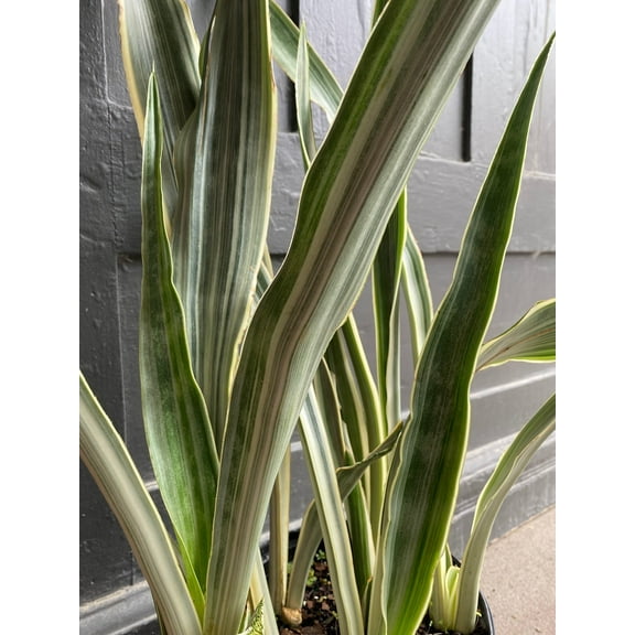 RedCrocus Sayuri Snake Plant Sansevieria 'Sayuri' Indoor Air Purifier  6" Pot