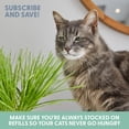 thumbnail image 4 of The Cat Ladies Cat Grass Refill Kit includes Organic Non-GMO Cat Grass Seeds & Soil, 3 Pack, 4 of 9