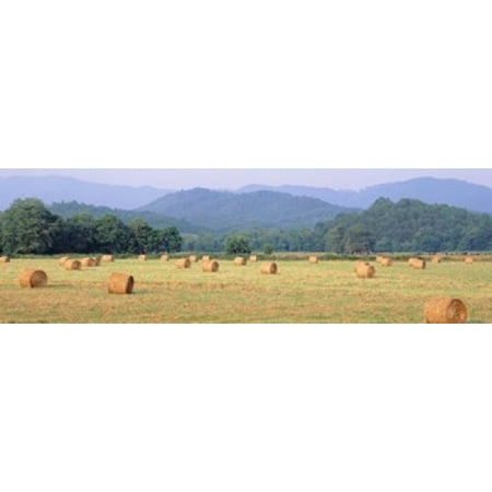 Alfalfa Hay Bale - Hay bales in a field Murphy North Carolina USA Canvas Art - Panoramic Images (18 x 6)