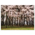 thumbnail image 2 of Cherry Blossoms in Pine Tree - Landscape Canvas Art Print, 2 of 3