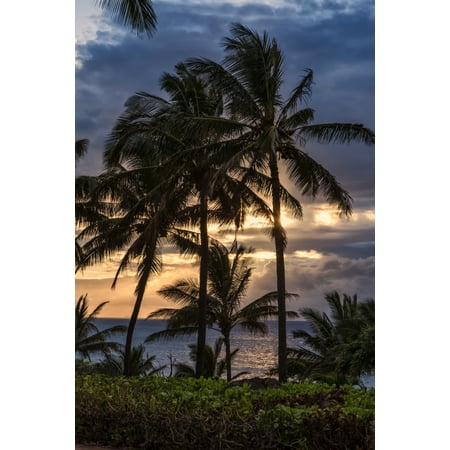 Scotts Edgeguard Settings Silhouetted palm trees along the shoreline with the sun setting Molokai Hawaii United States of America Stretched Canvas - Scott Mead Design Pics (12 x 19) ()