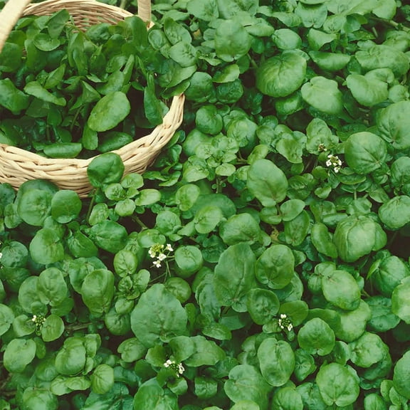 Watercress Garden Seeds - 1 Oz - Non-GMO, Heirloom, Vegetable Gardening Cress & Microgreens Seeds