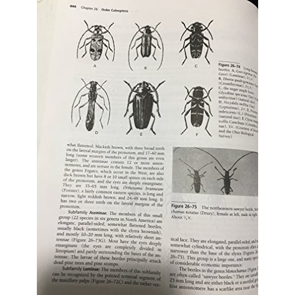 Pre-Owned Borror and Delong's Introduction to the Study of Insects (Hardcover) 0030968356 9780030968358