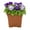 Purple White, variant on Expert Gardener 1gal Blue Yellow Pansy Live Annual Plant Decorative Pot Sun