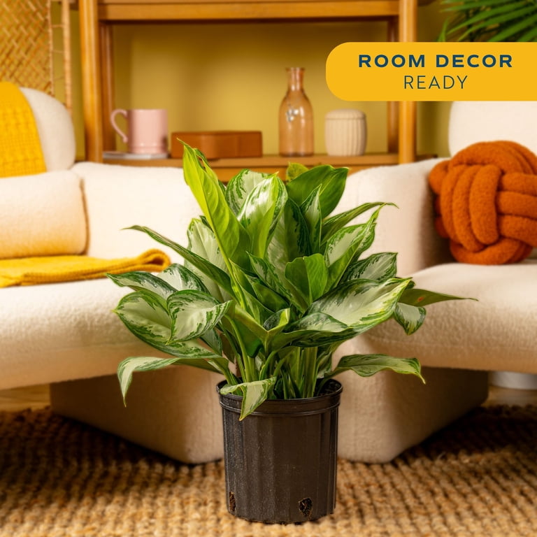 Costa Farms 22" Aglaonema Medium House Plants in 10" Grower Pot -  Walmart.com