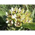 thumbnail image 1 of 20 Graines d'Asclépiade Verte Asclepias Viridis Pourpre Blanc Monarque Fleur Graines, 1 of 4