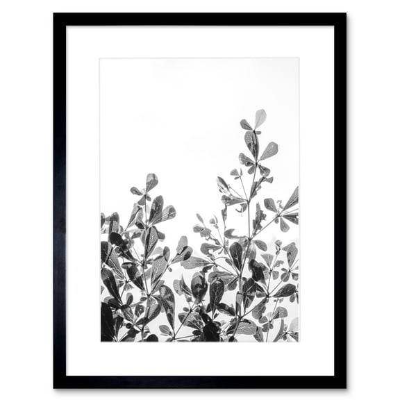 Black White Photography Plant Framed Wall Art Print