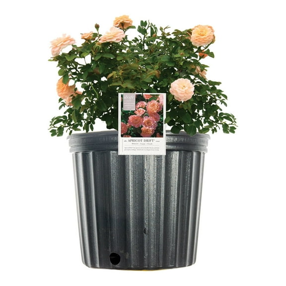 1 Gal. Apricot Drift Rose Bush - Enticing Blooms