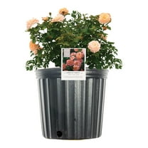 Perfect Plants Apricot Drift® Rose 1 Gallon