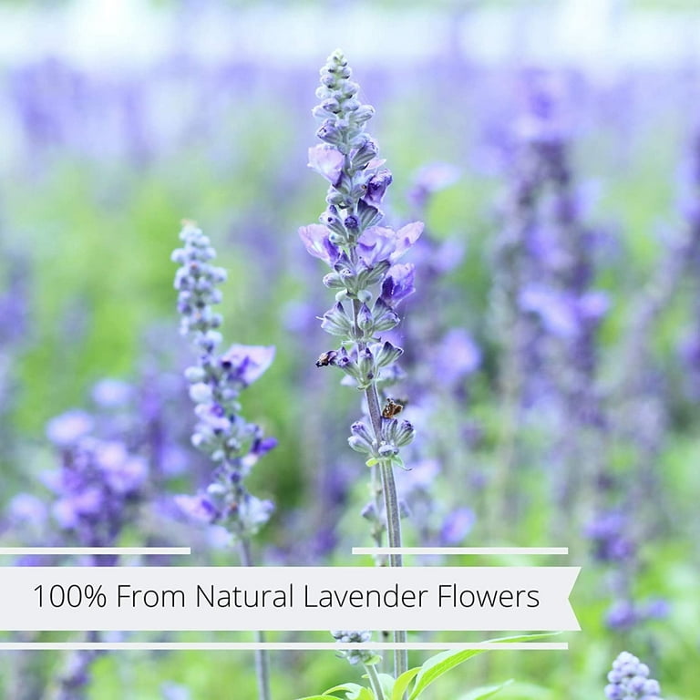 Lavender Flowers Whole, 1/2 LB. – Bulk Herb Store