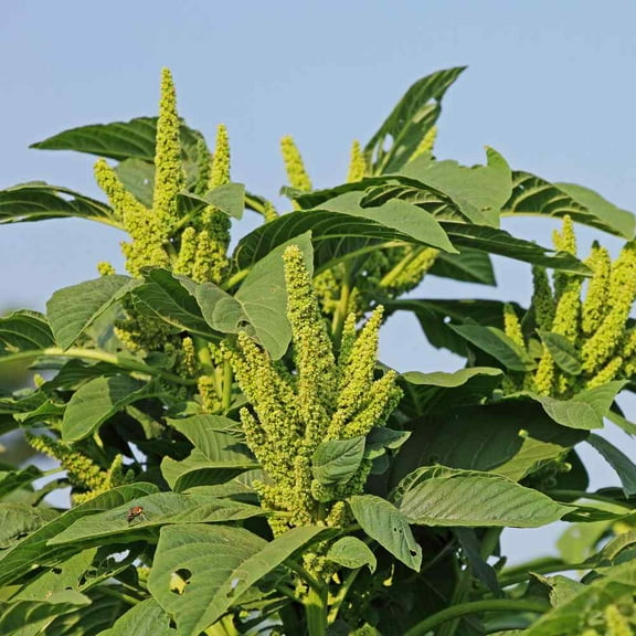 Outsidepride Amaranthus Green Thumb Flower Seed - 10000 Seeds