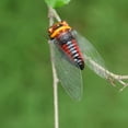 thumbnail image 3 of Craft Bug Ornament, 3 of 5