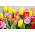 Complete Spring Flower Garden 50 Fresh Bulbs Bloom All Spring and