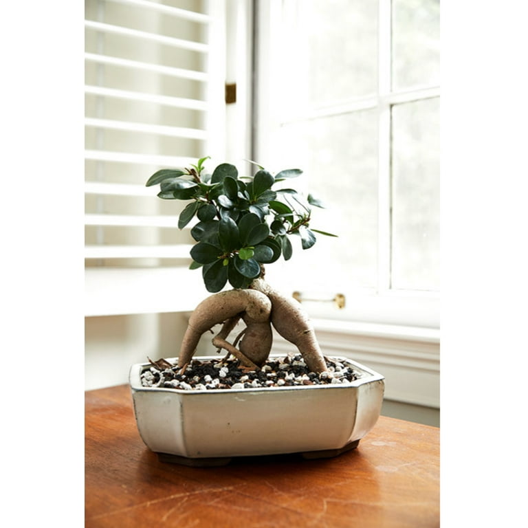 Bonsai Soil All Purpose By The Bonsai Supply 2QT Bag - Walmart.com