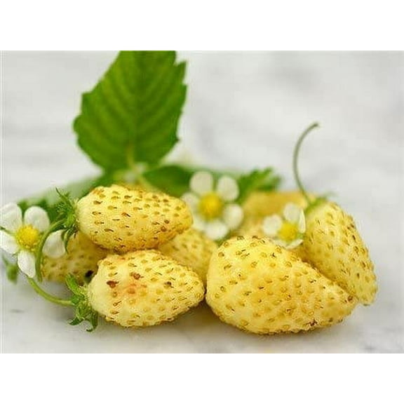 Yellow Wonder Strawberry Seeds for Planting (50 Seeds) - Non-GMO Fruit Seeds