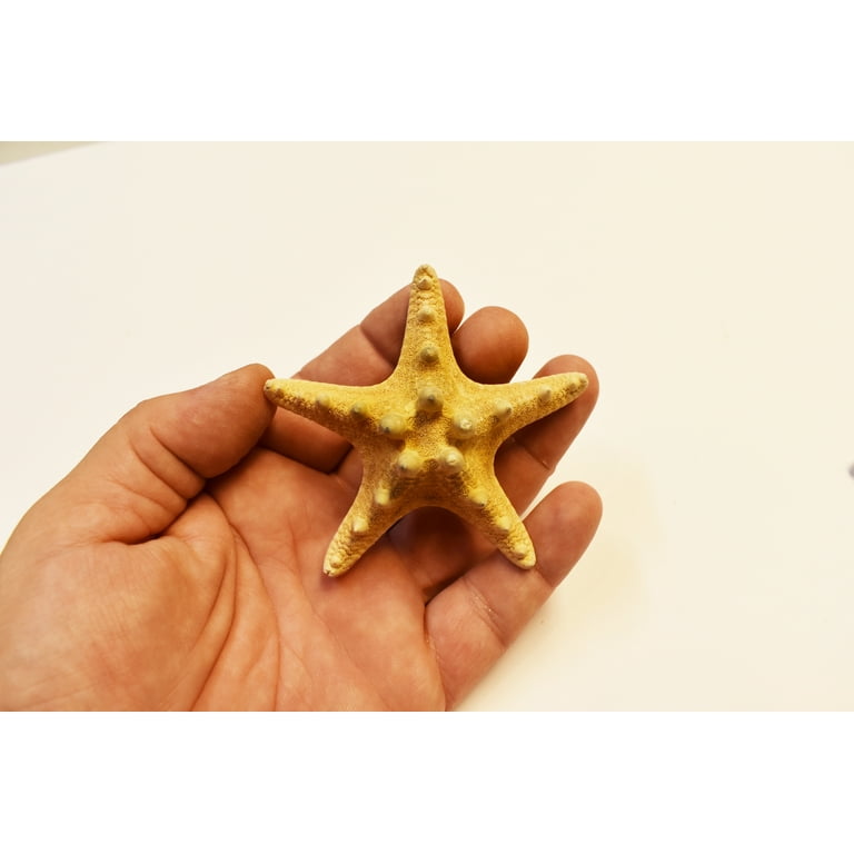 12 Natural Chocolate Chip Starfish for Beach Wedding Crafts and Decor 2  - 3 (50-76 mm) Nautical Coastal Beach Cottage Decor 