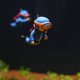 thumbnail image 2 of lote De 5 Ornements D'aquarium (orange Bleu Violet) Petits Plongeurs Mignons Ornements D'aquarium Accessoires D'aquarium Flottants, 2 of 5
